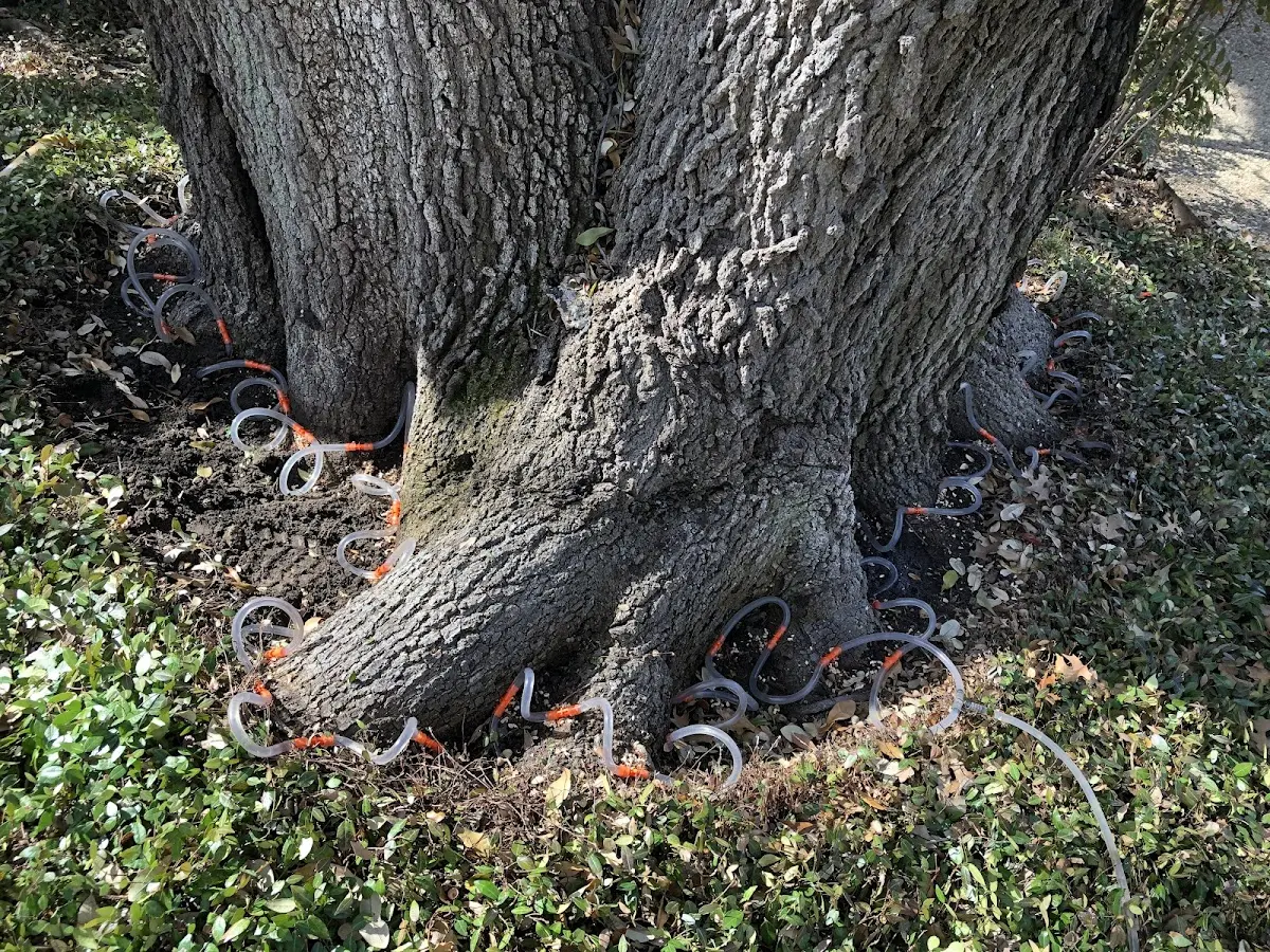 Detailed Tree Cabling and Bracing job site in Eagle Springs