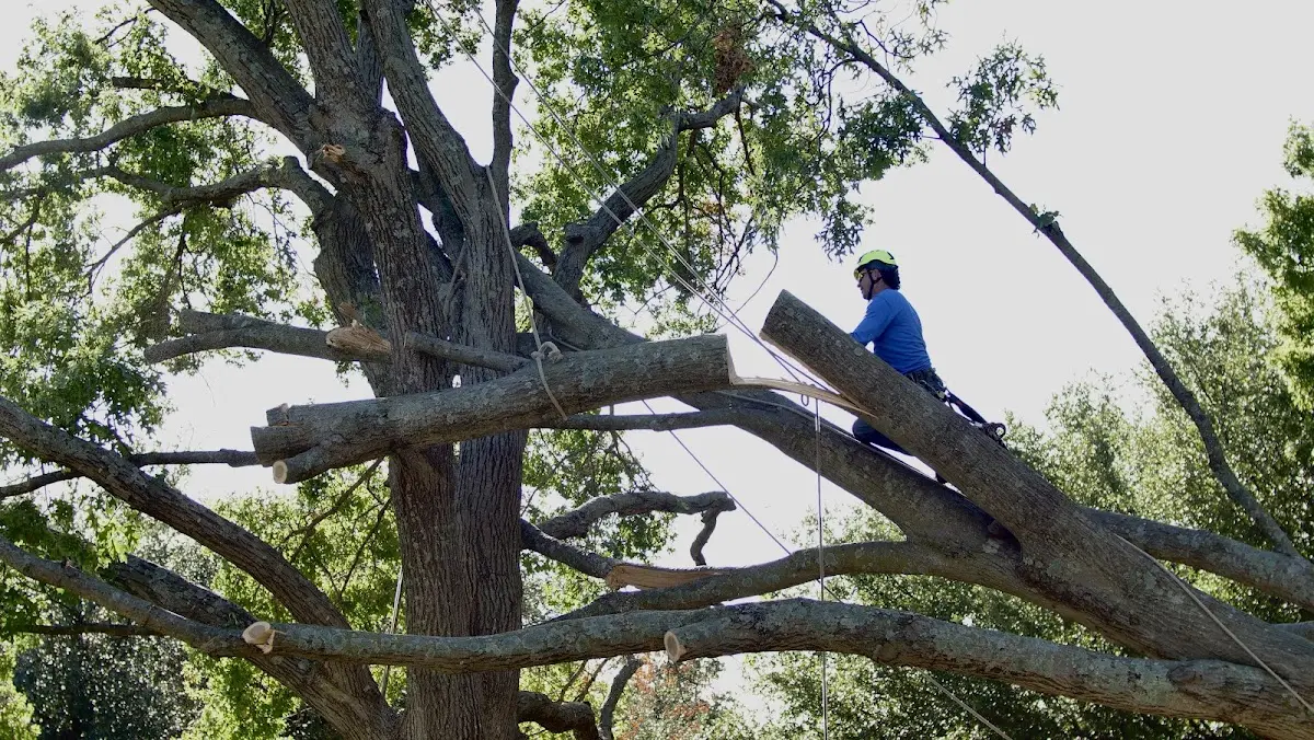 Professional Hazardous Tree Removal performed by certified arborists in Eagle Springs