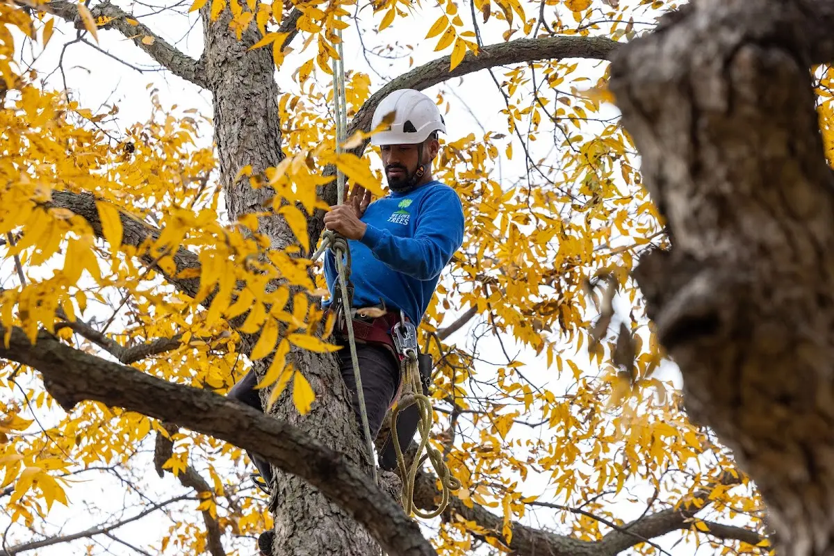 Skilled Tree Pruning crew working in Eagle Springs